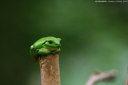 Rainette méridionale (Hyla meridionalis)