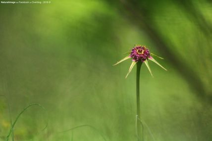 Salsifis austral (Tragopogon porrifolius australis)