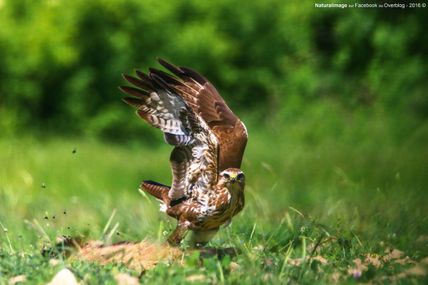 Buse variable (Buteo buteo)