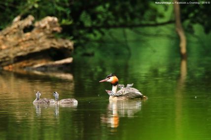 Grèbe huppé (Podiceps cristatus) accompagné de sa progéniture
