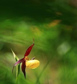 Sabot de Vénus (Cypripedium calceolus)