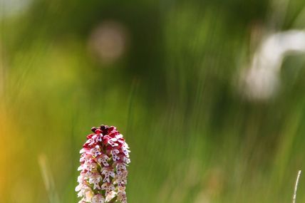 Orchis brûlé (Neotinea ustulata)