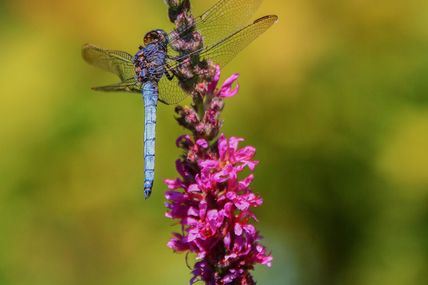 Orthétrum brun (Orthetrum brunneum)
