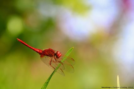 Libellule écarlate "Crocothemis erythraea" (mâle)