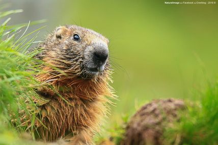 Marmotte de Alpes (Marmota marmota)