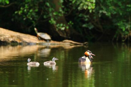 Grèbe huppé (Podiceps cristatus)