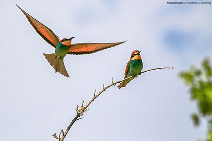 Guêpier d'Europe (Merops apiaster)