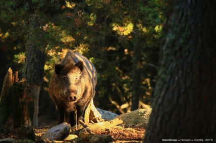 Sanglier (Sus scrofa)
