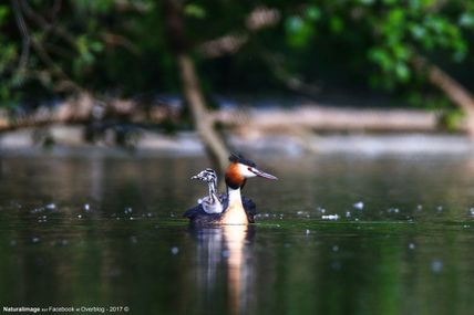 Grèbe huppé (podiceps cristatus) (2 photos)