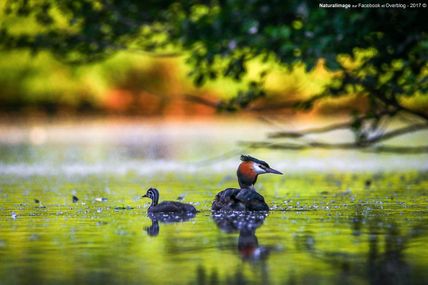 Grèbe huppé (Podiceps cristatus)