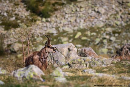 Chamois (Rupicapra rupicapra)
