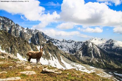 Bouquetin dans son milieu naturel