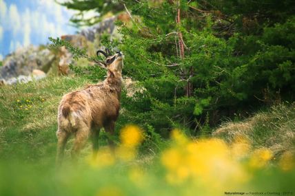Chamois (Rupicapra rupicapra) (2 images)