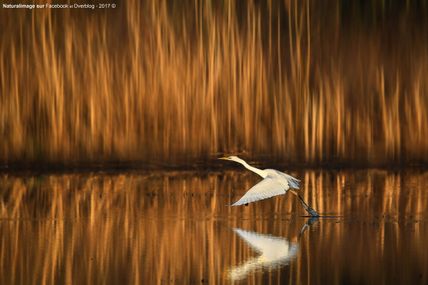Aigrette garzette (Aigretta garzetta)