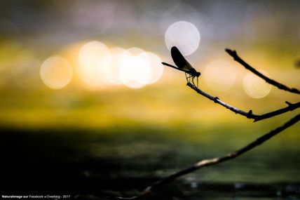 Calopteryx en contre-jour