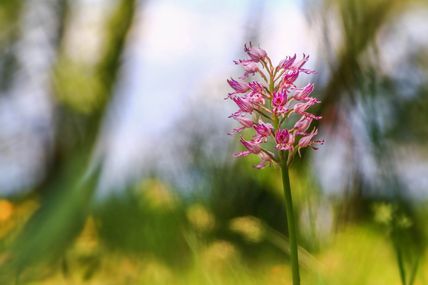 Orchidée