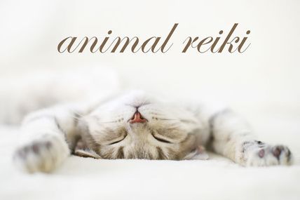 Exploring the world of animal reiki