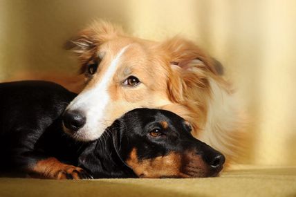 The Power of Absent Healing For Animals
