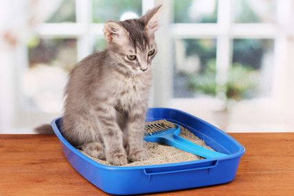 How to teach your cat how to use a litter box