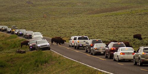 Yellowstone