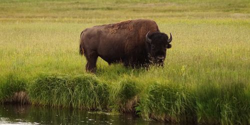 Yellowstone