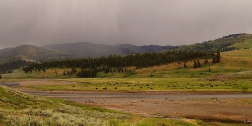 Yellowstone