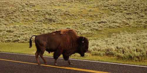 Yellowstone