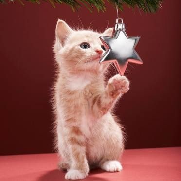 Résultat de recherche d'images pour "chat noel""