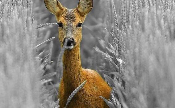 haiku rencontre