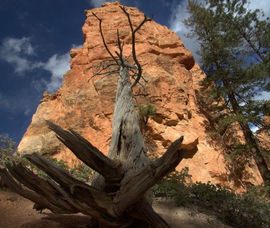 Grüße aus Südutah I: Bryce National Park