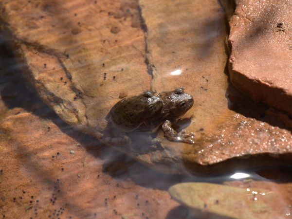Grüße aus Südutah V: Zion National Park