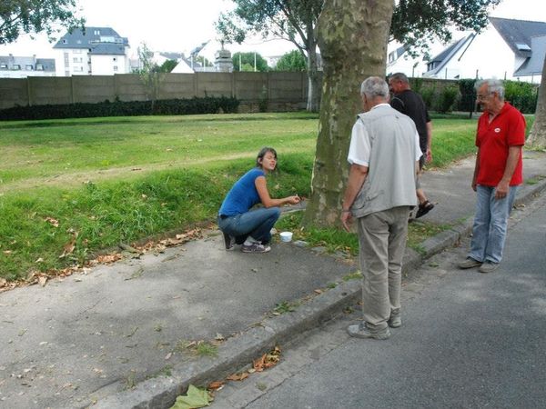 Les belles et utiles Plantes des Bitumes