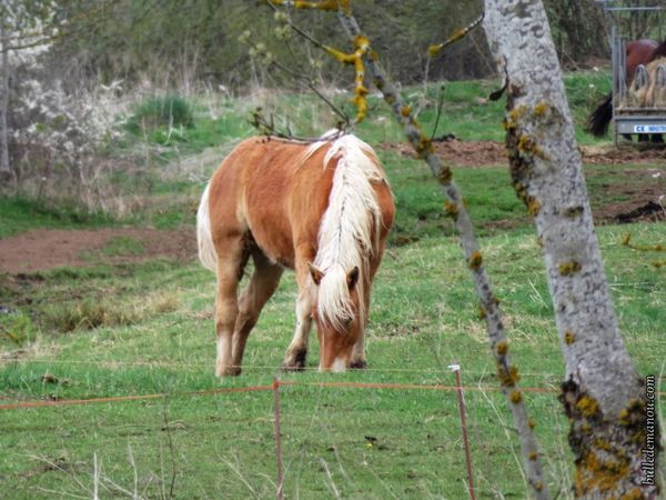 site de rencontre pour ceux qui aiment les animaux
