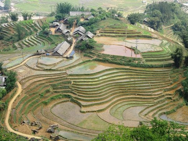 pourquoi la riziculture entraîne des densités de population élevées