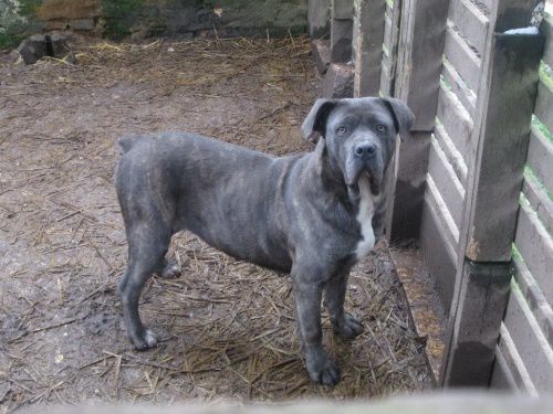 Mes Cane Corso Le Moulin De Montjay