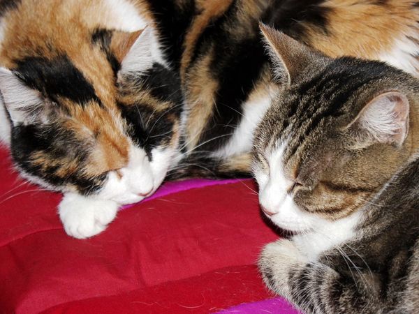 photos chatte poilu