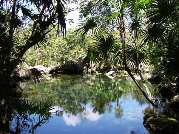 Chapitre 61 — l'attaque de la jungle Amédio