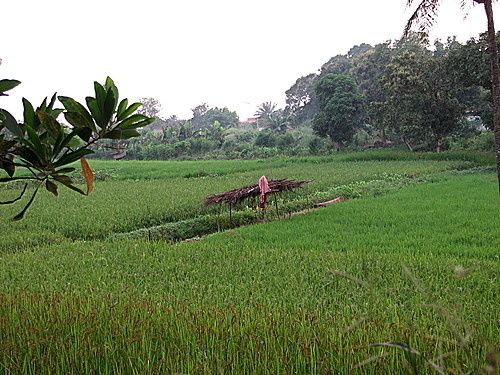 Cameroun: Restaurer la vue du secteur du riz aveugle sur le genre