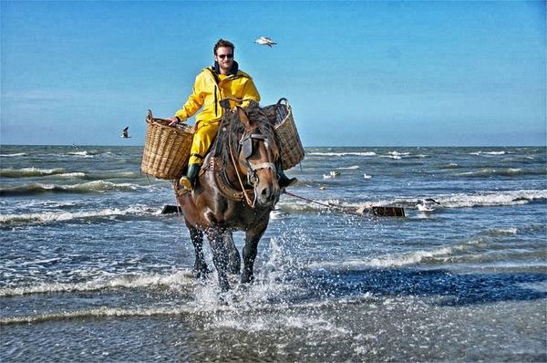 Fiandre, pesca dei gamberi a cavallo
