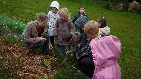 Association de plantes dans le potager