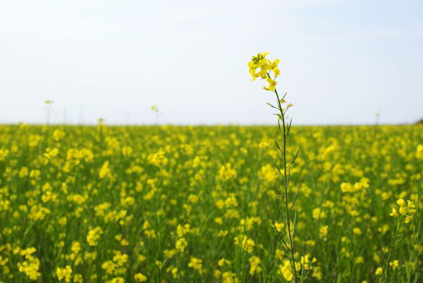 La nouvelle politique agricole européenne sera-t-elle plus verte et plus juste?