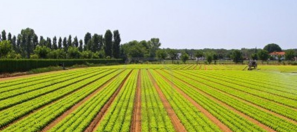 A propos du projet de "loi d'avenir pour l'agriculture, l'alimentation et la forêt"...