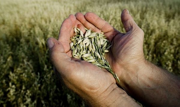 Privatisation des semences : une guerre de l’ombre se livre depuis un siècle