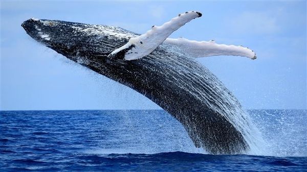 Parler avec les baleines