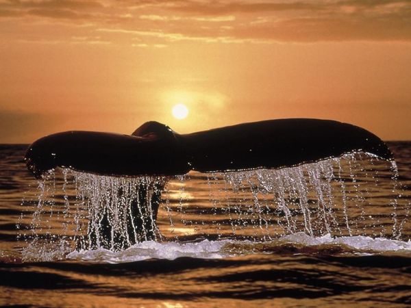 52 Hz, la baleine qui chantait seule…