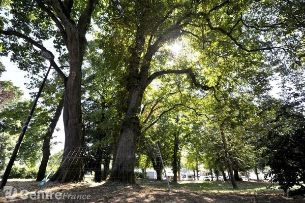 Les arbres de Séraucourt peuvent être abattus...