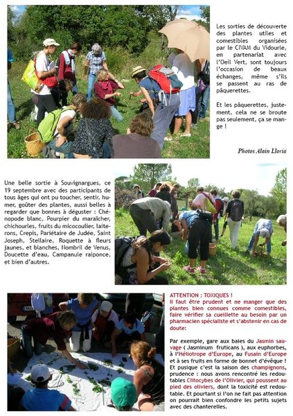 Plantes utiles et comestibles avec le CIVAM du Vidourle : Les pâquerettes, ça se mange !