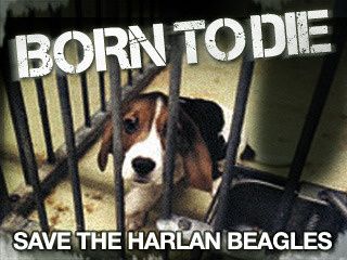 Sauvez les chiens de laboratoire de la vivisection !