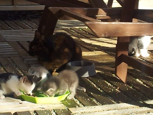 Chatons à adopter