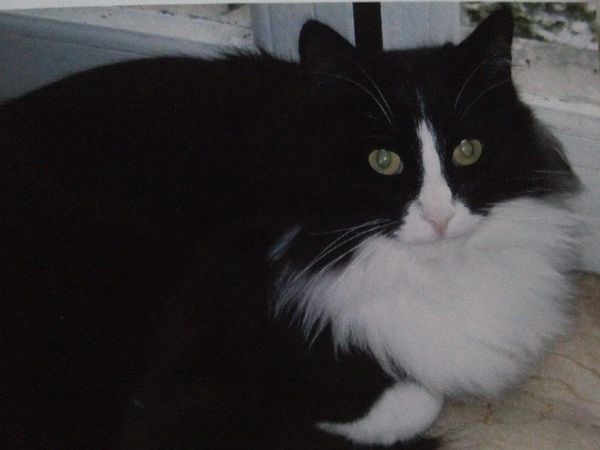 JOLIMINOU est à Adopter !!
